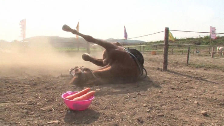 Meet Jingang, Probably The Most Dramatic Horse In The World