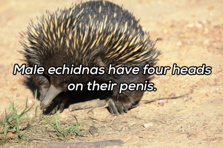 It’s Always Time For NSFW Facts!
