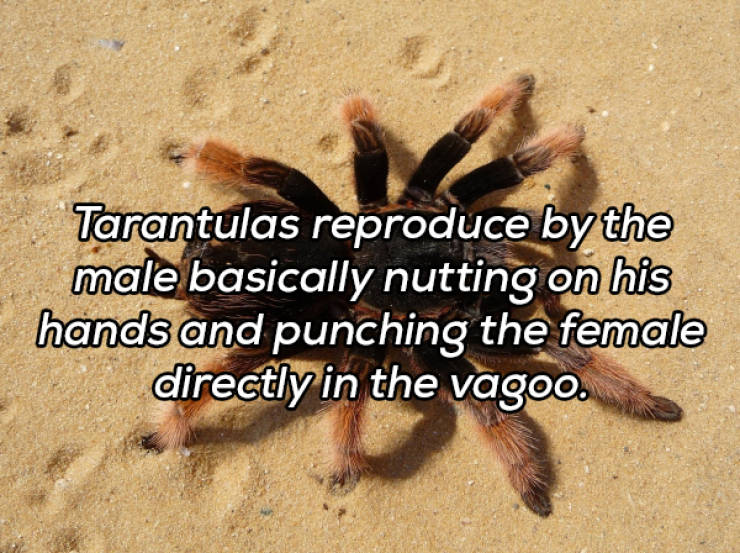 It’s Always Time For NSFW Facts!