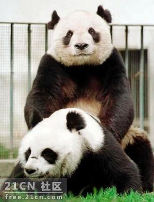 Pandas are watching porn (6 pics)