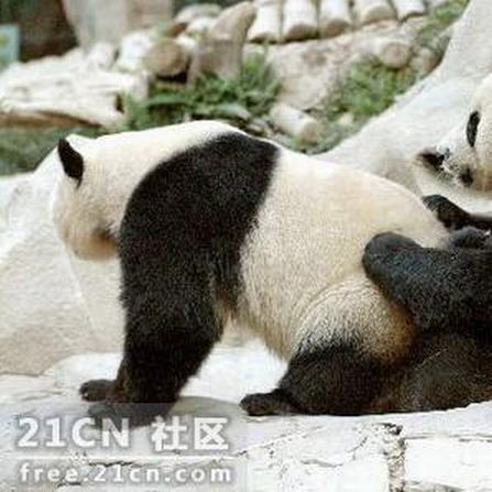 Pandas are watching porn (6 pics)
