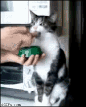 Collection of funny gif animations (53 gifs)