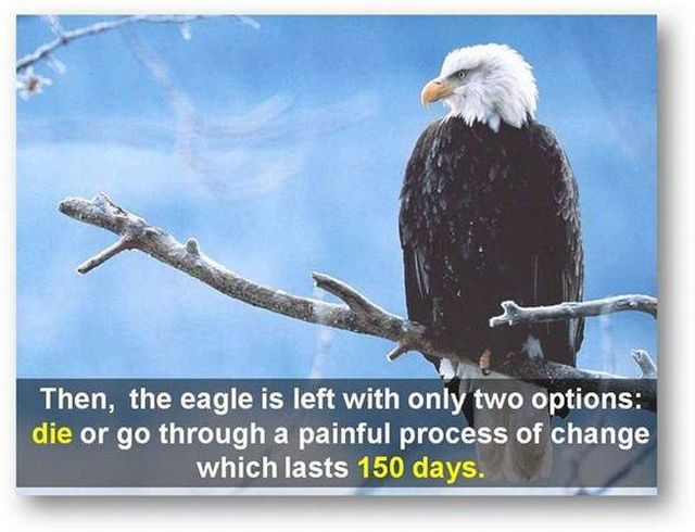 You should know the truth - Life of an eagle (13 pics)