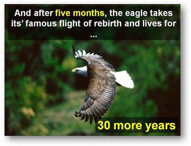 You should know the truth - Life of an eagle (13 pics)