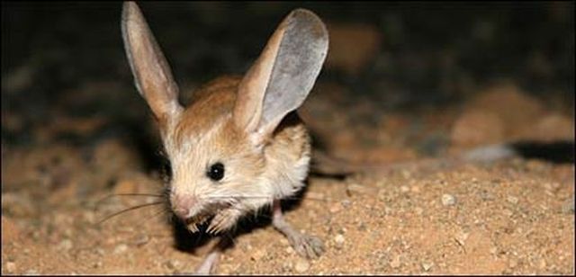 Animal of the day - Jerboa (21 pics + 2 videos)