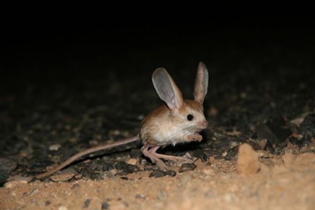 Animal of the day - Jerboa (21 pics + 2 videos)