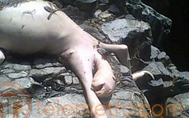 Mysterious creature from Panama (6 pics)