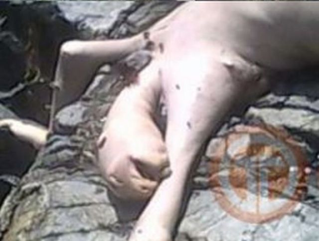 Mysterious creature from Panama (6 pics)