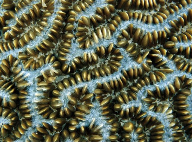 Beautiful Patterns in Nature from National Geographic. Part 2 (78 pics)