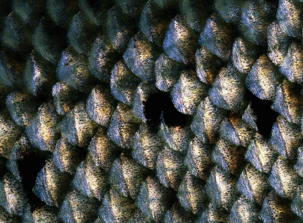Человек в рыбьей чешуе. Чешуя под микроскопом. Рыбья чешуя текстура. Чешуя лосося. Узоры в природе.