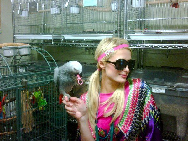 So Paris Hilton Twitters (24 pics)