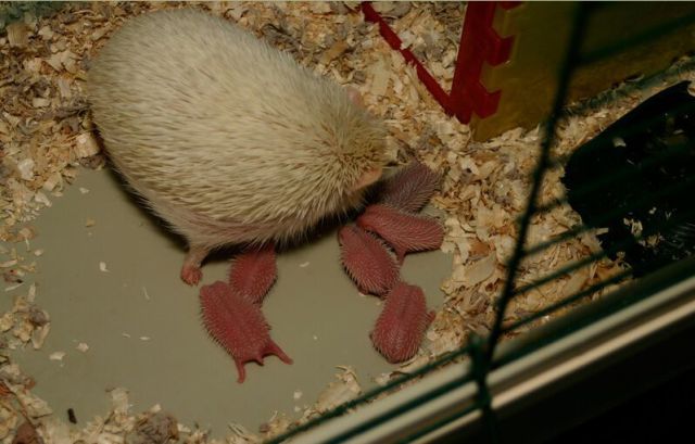 Newly Born Hedgehogs Are So Cute (52 pics)