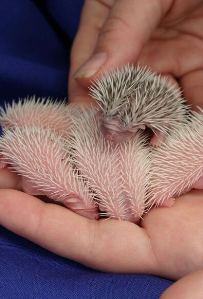 Newly Born Hedgehogs Are So Cute (52 pics)