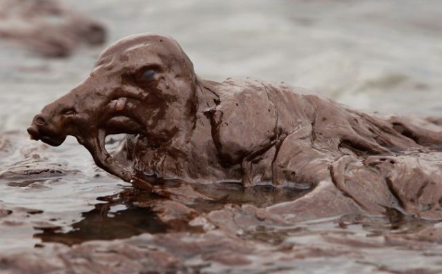 The BP Oil Leak Disaster: Animals Are the First Victims! (26 pics)
