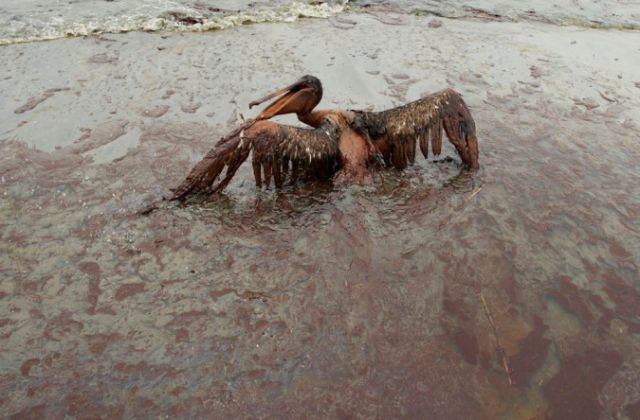 The BP Oil Leak Disaster: Animals Are the First Victims! (26 pics)