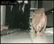 Funny Gif Collection (33 gifs)