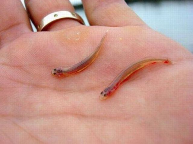 Little Fish that Can Climb Your Urethra