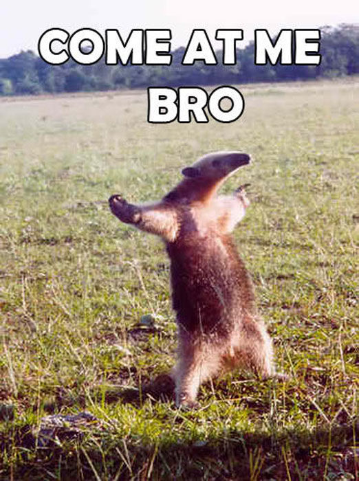 The Most Hilarious “Come at Me, Bro!” Memes