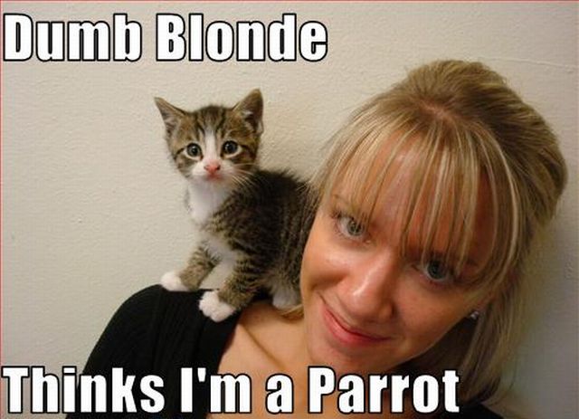 It’s Funny When Blondes Fail