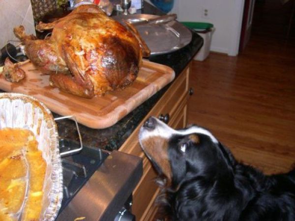 Funny Thanksgiving Moments
