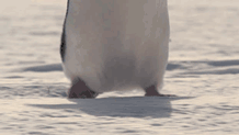 Adorable Penguin Gifs