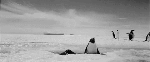 Adorable Penguin Gifs