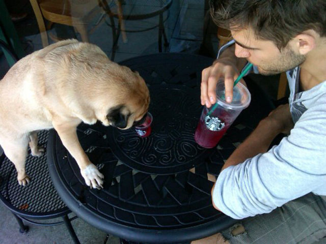 That Is One Hell of a Pug