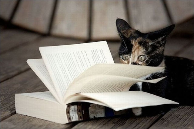 Funny Animals That Are Hungry for Knowledge