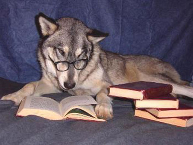 Funny Animals That Are Hungry for Knowledge