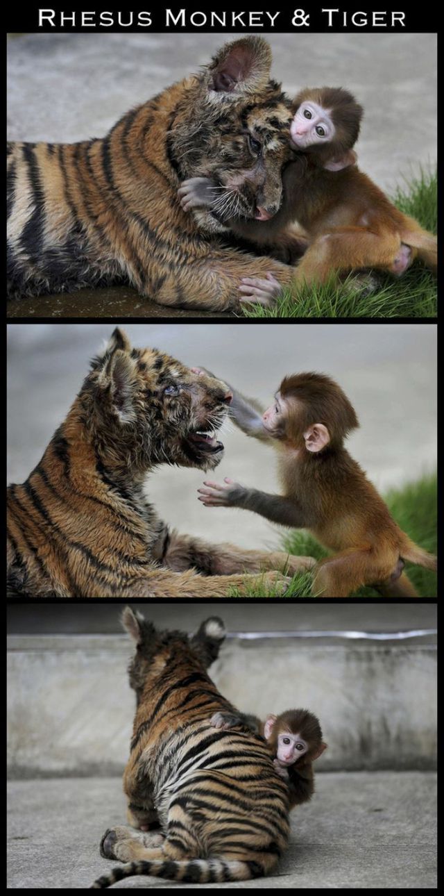 Adorable Animal Friendships
