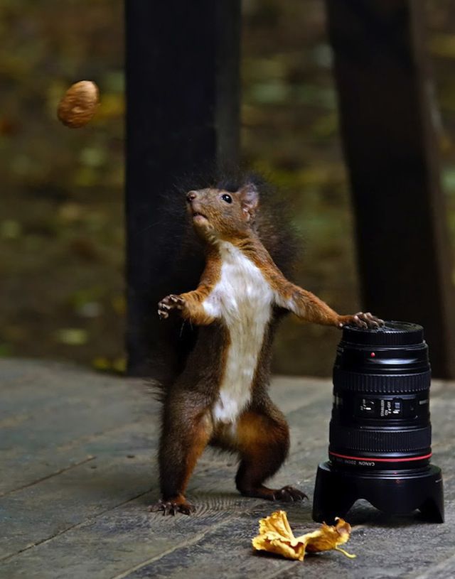 Amazing Photos of Animals Caught in the Act