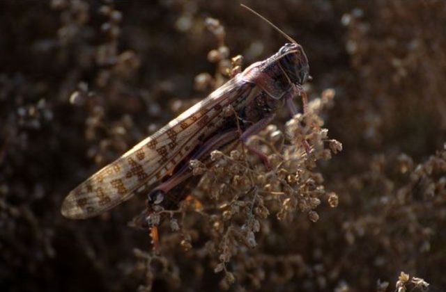 Beware the Locust Invasion