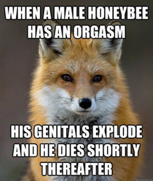 Get Your Fact Fix with This Great Fox Meme