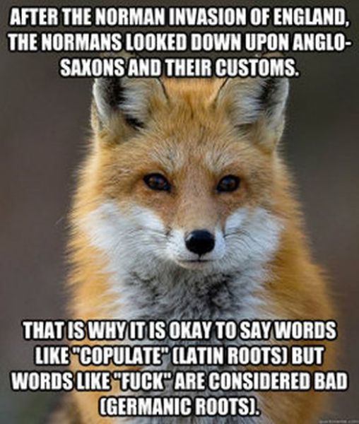 Get Your Fact Fix with This Great Fox Meme