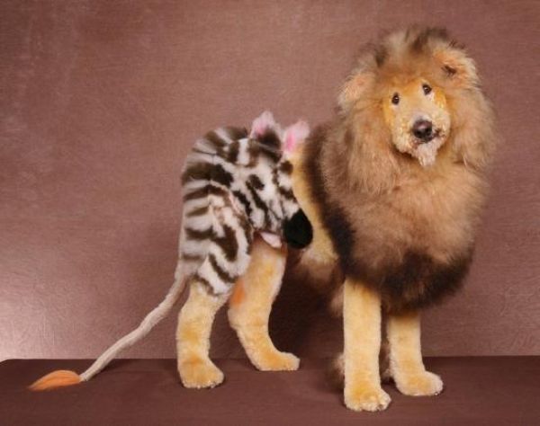 Real-Life Dogs Are Treated to the Oddest Grooming Session
