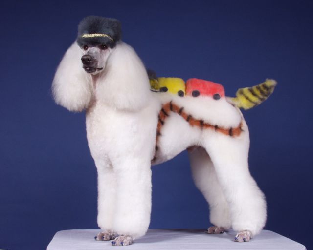 Real-Life Dogs Are Treated to the Oddest Grooming Session