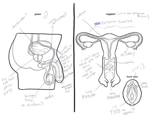 When Adults Try to Name the Reproductive Systems It All Goes Horribly Wrong