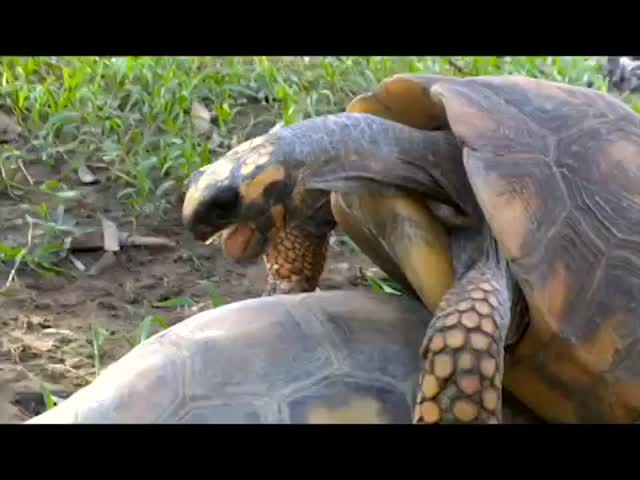 What an Orgasm Looks and Sounds like - Tortoise Edition  (VIDEO)