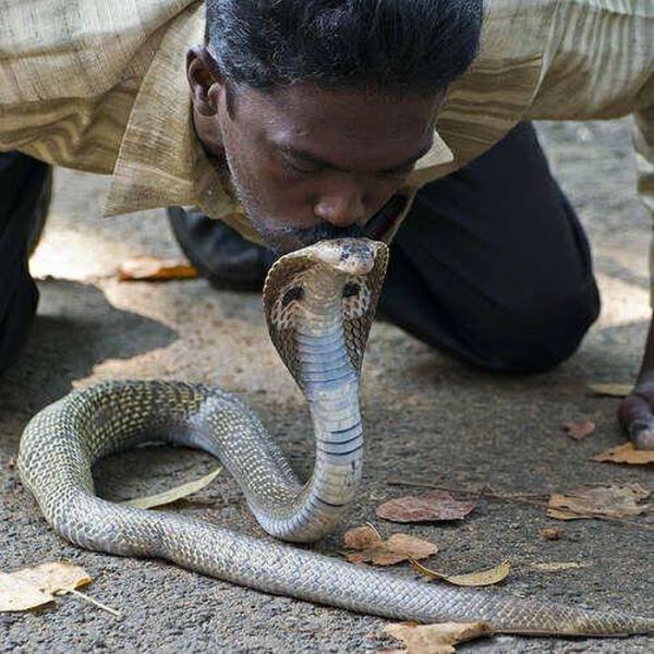 The Bravest Snake Expert on the Planet