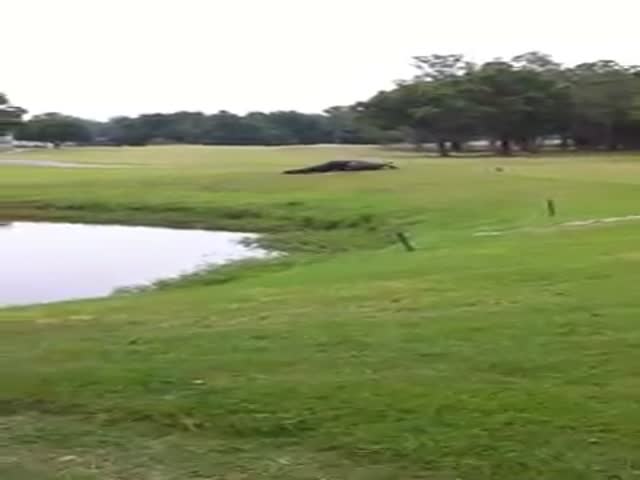 Gators Battle It Out on the Golf Course  (VIDEO)