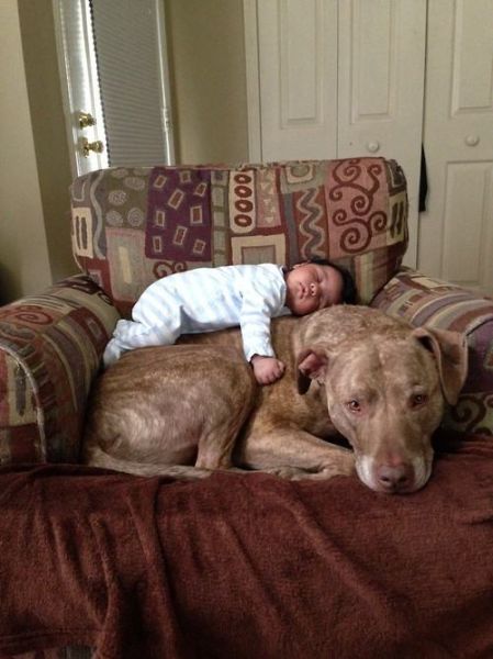 The Cuter and Softer Side of Pitbulls