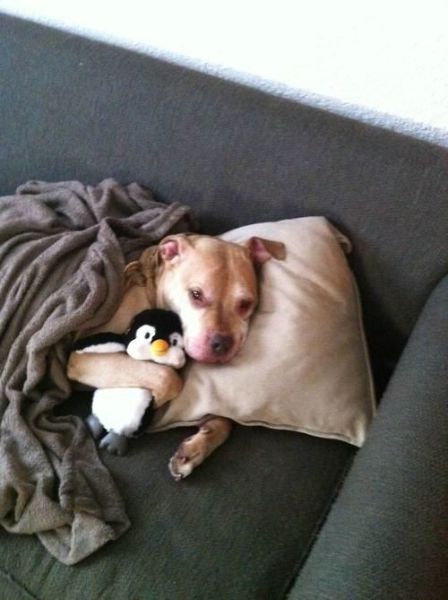 The Cuter and Softer Side of Pitbulls