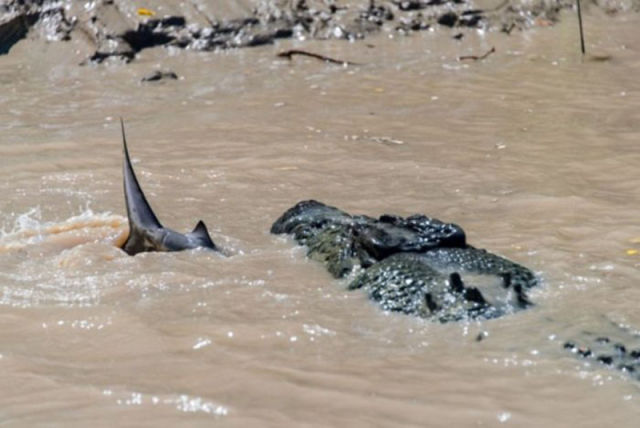 An Unusual Fight between a Crocodile and a Shark