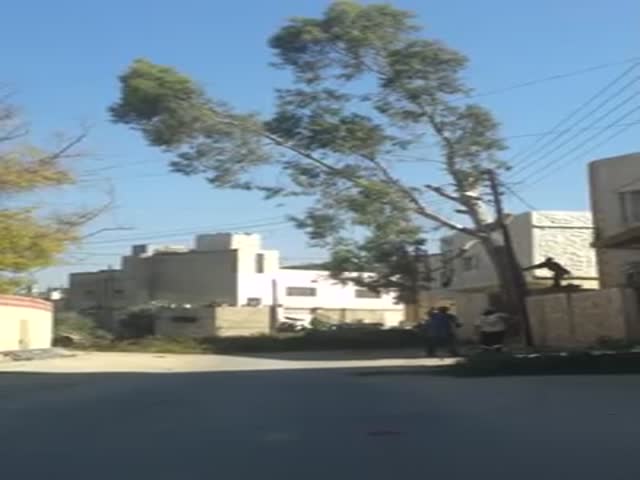 How Not to Cut Down a Tree  (VIDEO)