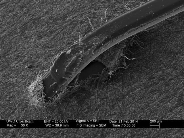 Microscope Images Make Even Normal Stuff Look Strange