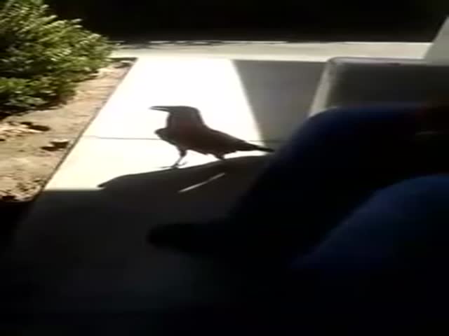 A Crow with Terrible Manners  (VIDEO)