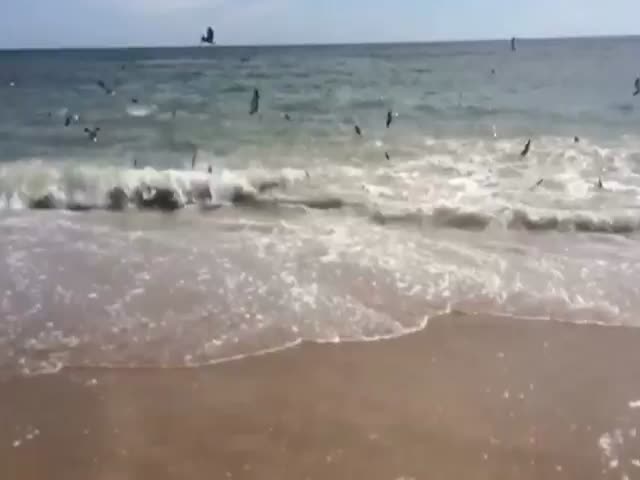 The Terrifying Sight of a Shark Infested Beach  (VIDEO)