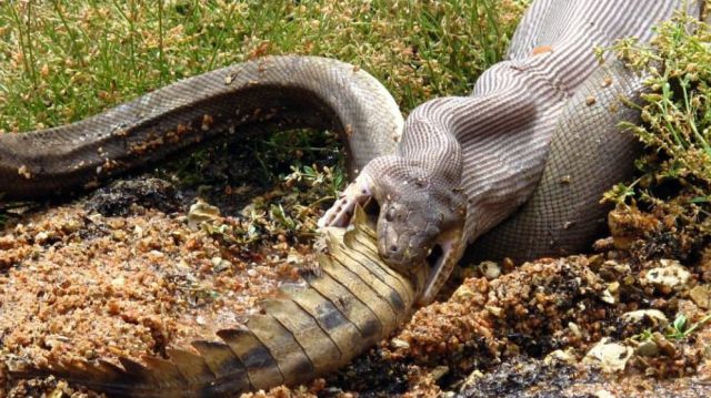 A Snake vs. A Crocodile with an Interesting Twist