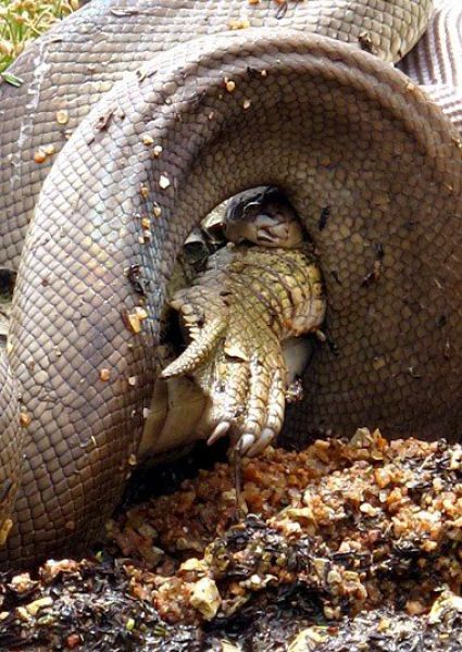 A Snake vs. A Crocodile with an Interesting Twist