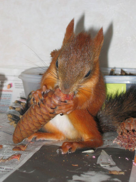A Rescued Squirrel Becomes a Sweet House Pet
